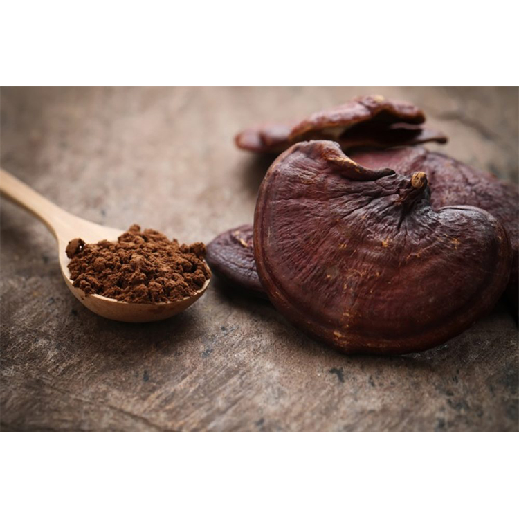 Where to Buy Ganoderma Lucidum Organic Extract Online